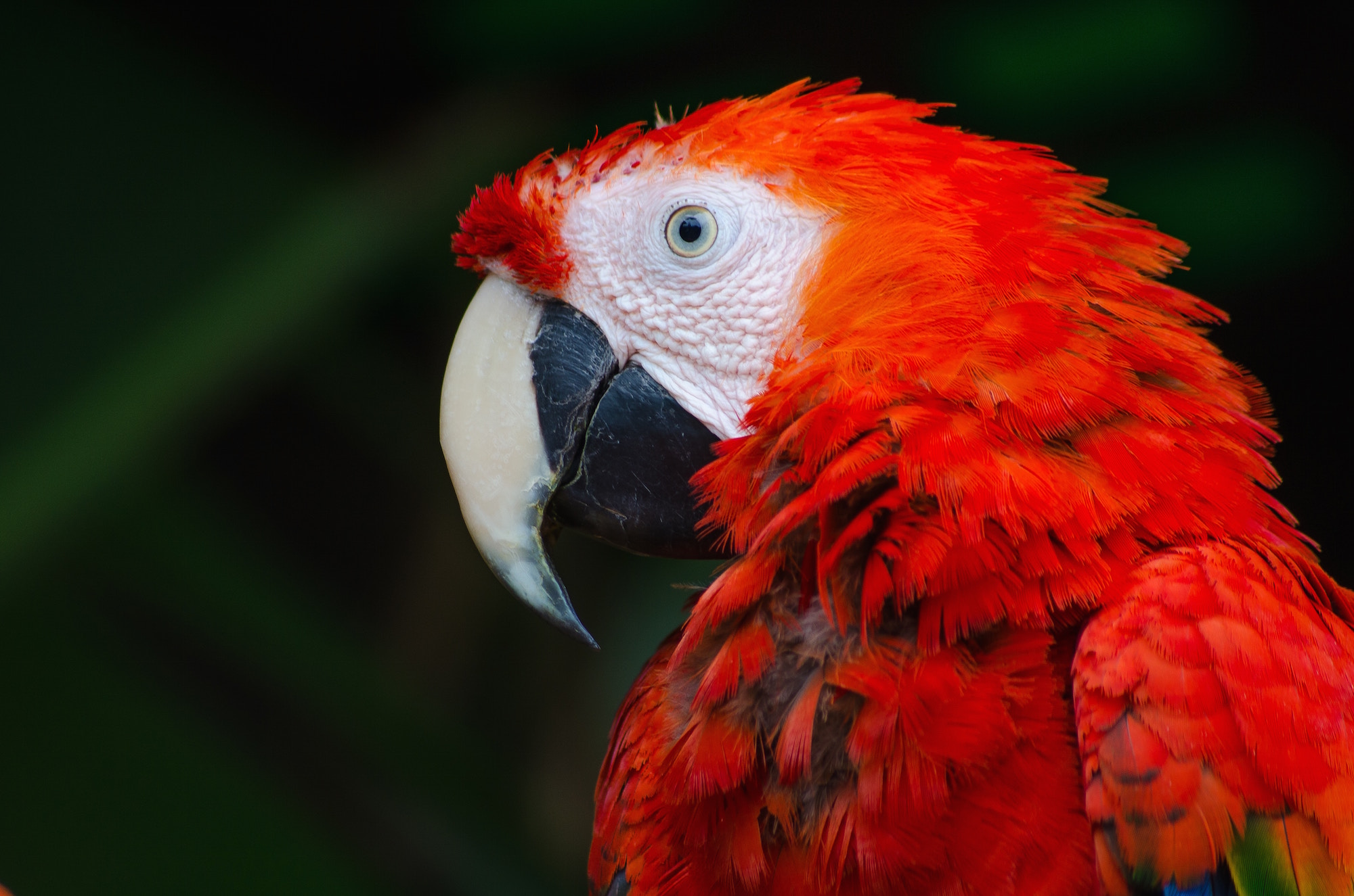 Parrot